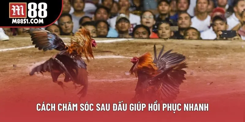 Cách chăm sóc sau đấu giúp hồi phục nhanh Cách chăm sóc sau đấu giúp hồi phục nhanh