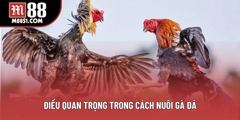 Điều quan trọng trong cách nuôi gà đá Điều quan trọng trong cách nuôi gà đá