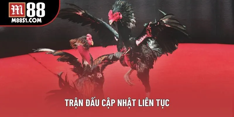 Trận đấu cập nhật liên tục Trận đấu cập nhật liên tục