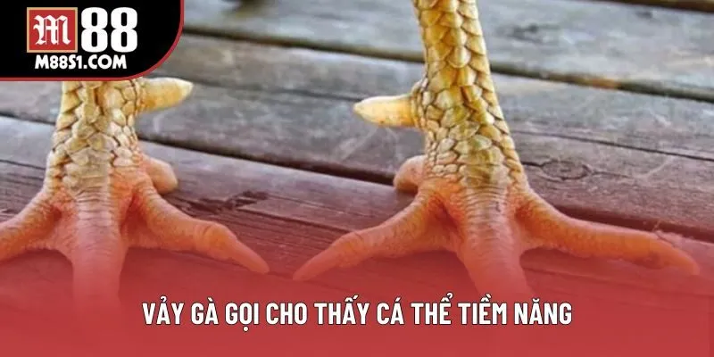 Vảy gà gọi cho thấy cá thể tiềm năng Vảy gà gọi cho thấy cá thể tiềm năng