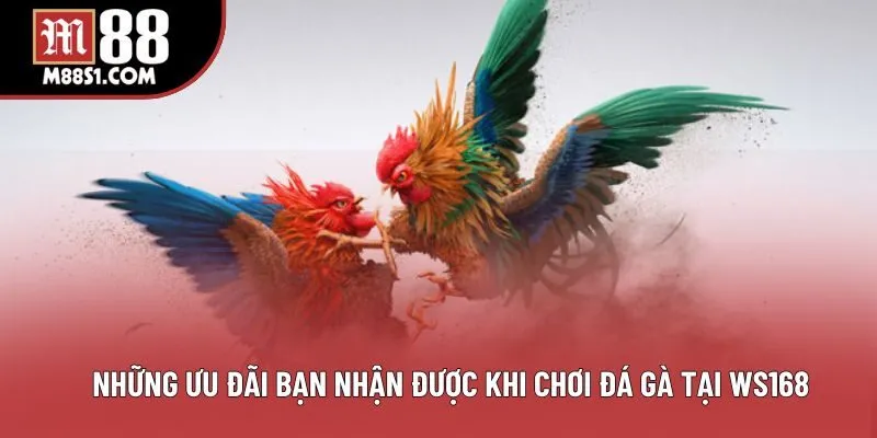 Những ưu đãi bạn nhận được khi chơi đá gà tại Ws168 Những ưu đãi bạn nhận được khi chơi đá gà tại Ws168
